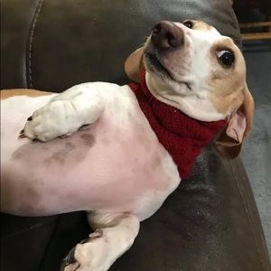 Meet your Posher, Holly